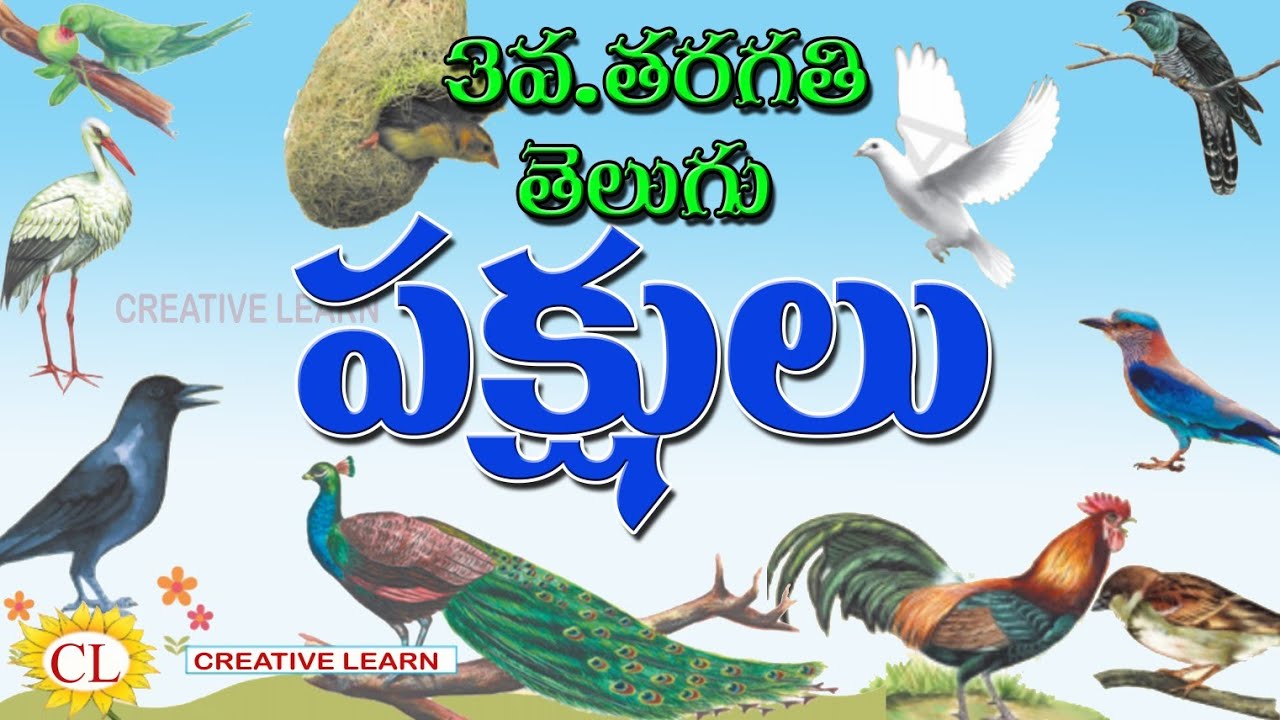 3rd class telugu Pakshulu పక్షులు చదువు ఆనందించు | Birds | pakshulu song