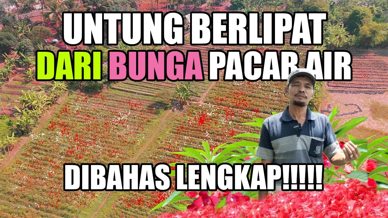 Cuan dari Usaha Budidaya Bunga Pacar Air (Pihong); Kupas Cara Tanam hingga Pemasaran