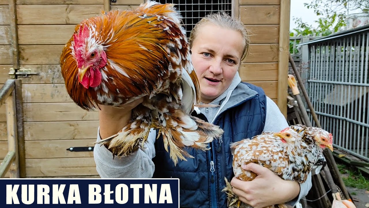 Kurka błotna