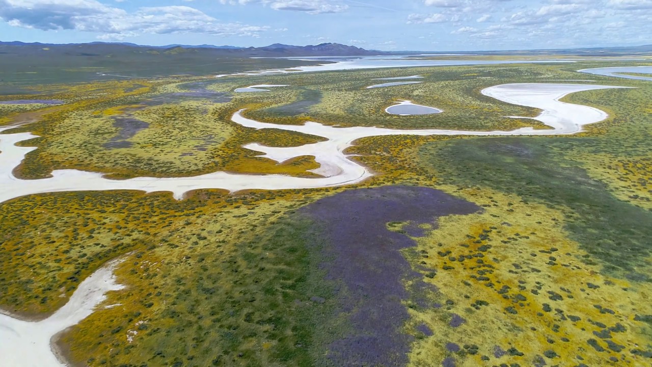 Superbloom 2019 at Carrizo Plain 4K Extended Cut