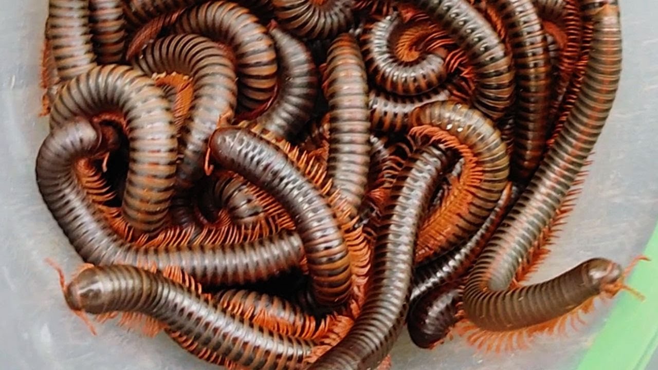 Hundreds of Giant Millipedes Discovered and Caught in the Backyard of Garden