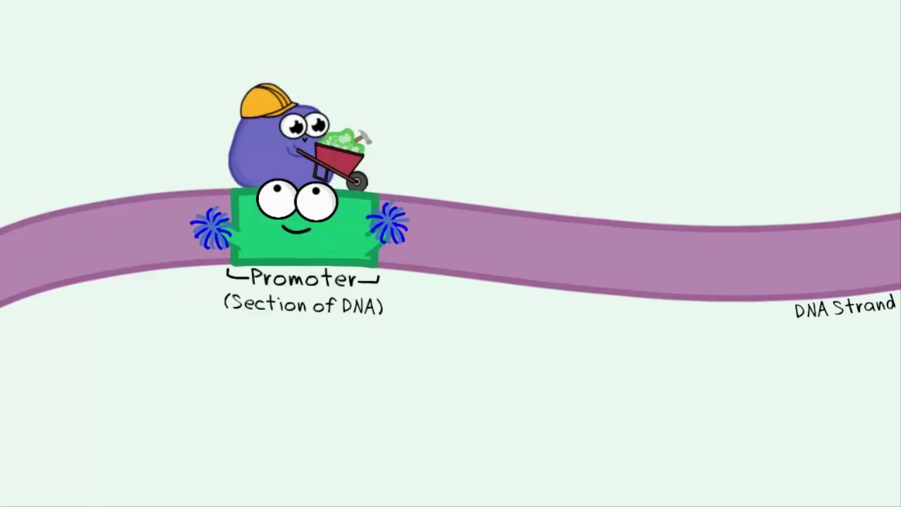 Lac operon สรุปย่อ