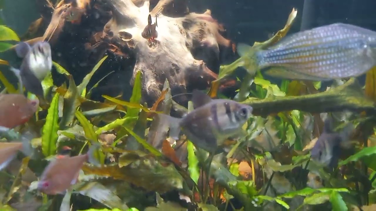 community fish and my favorite Tetra the bleeding heart