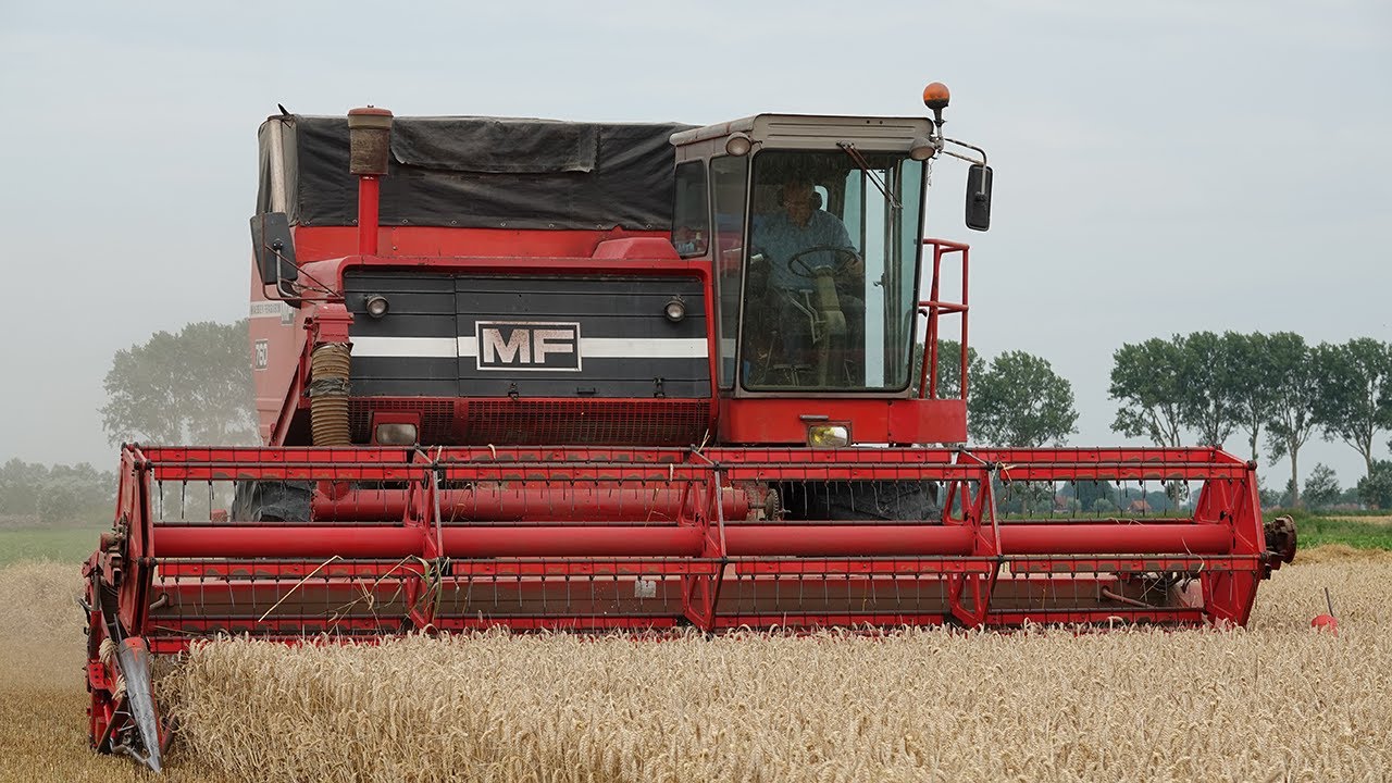 Massey Ferguson 760 | Prairie Queen in the Dutch polder | Classic wheat harvest | Perkins V8