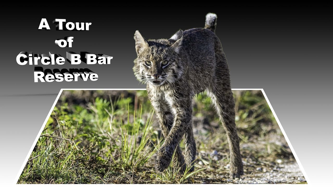 A Tour of Circle B Bar Reserve