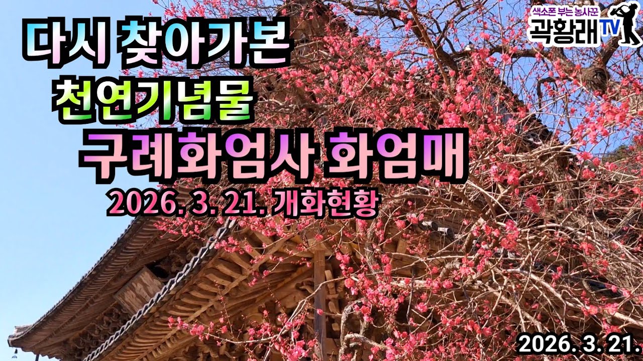 활짝핀 화엄매 홍매화를 보기위해 다시 찾은 구례화엄사 