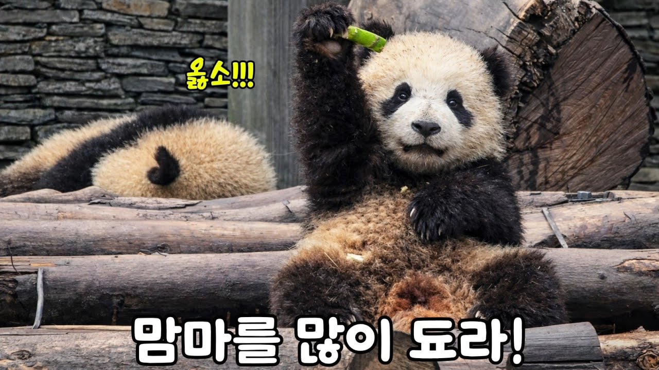 《여기는 선수핑 》자메이네 아가들♡26.03.17