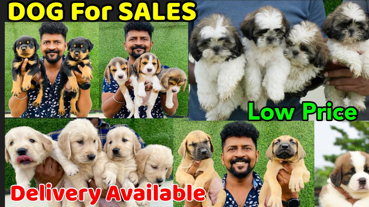 DOGS For Sale | Dog Kennel in Tamilnadu |Nanga Romba Busy
