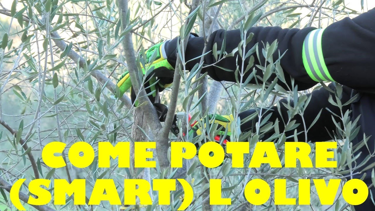 Potatura (SMART) Dell' ULIVO, tutti i CONSIGLI UTILI e SEMPLICI