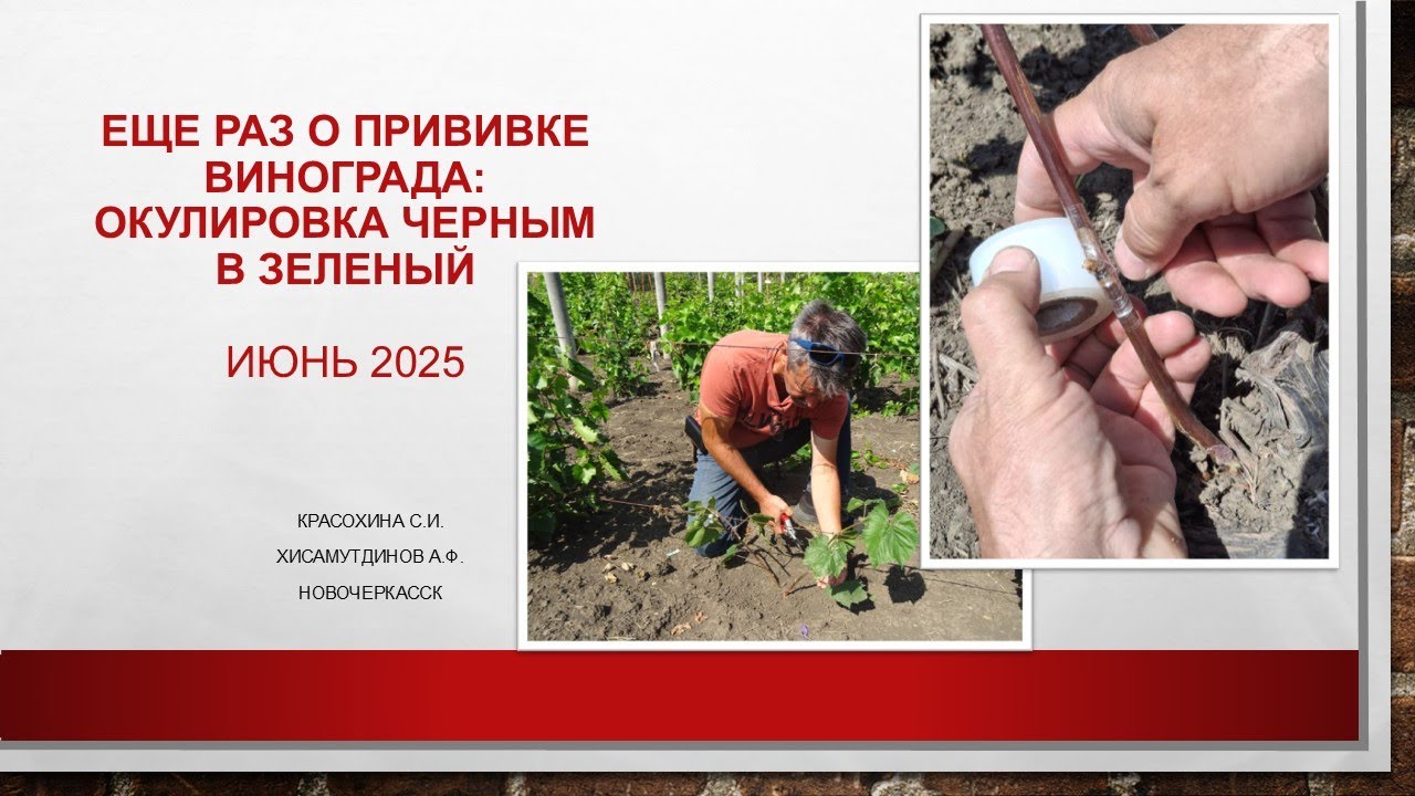 Еще раз о прививке винограда: окулировка черным в зеленый @Светлана Красохина