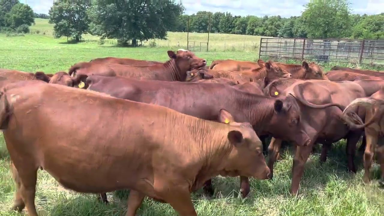 Here are 2 of the very best South Poll heifers for your herd.