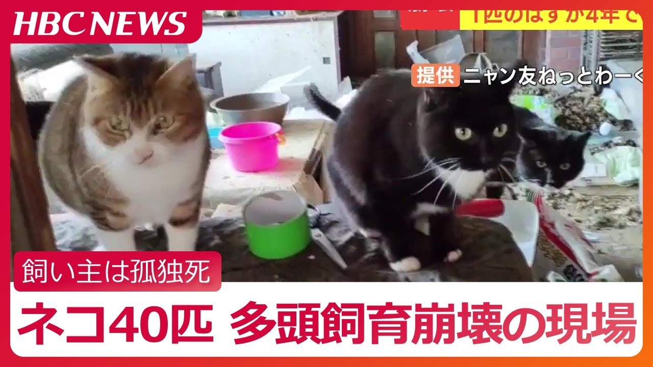 部屋中にフンの山…40匹のネコがあふれる家、飼い主だった高齢男性は孤独死　多頭飼育崩壊の現場に親族からSOS