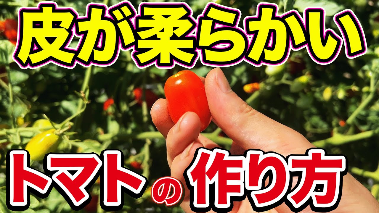【やわらけぇぇぇ〜】トマトの皮が固くなる8月に柔らかくする方法を教えちゃいます