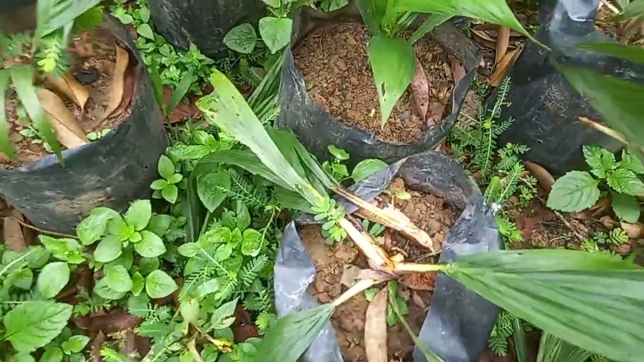 SERANGAN HAMA MONYET