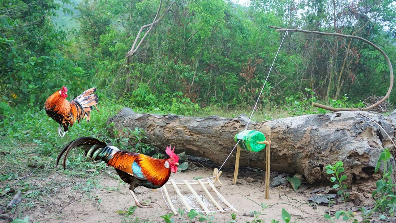 Easy Make Simple Wild Chicken Trap Using Plastic Bottle & Wood / How To Catch Wild Chicken Trap