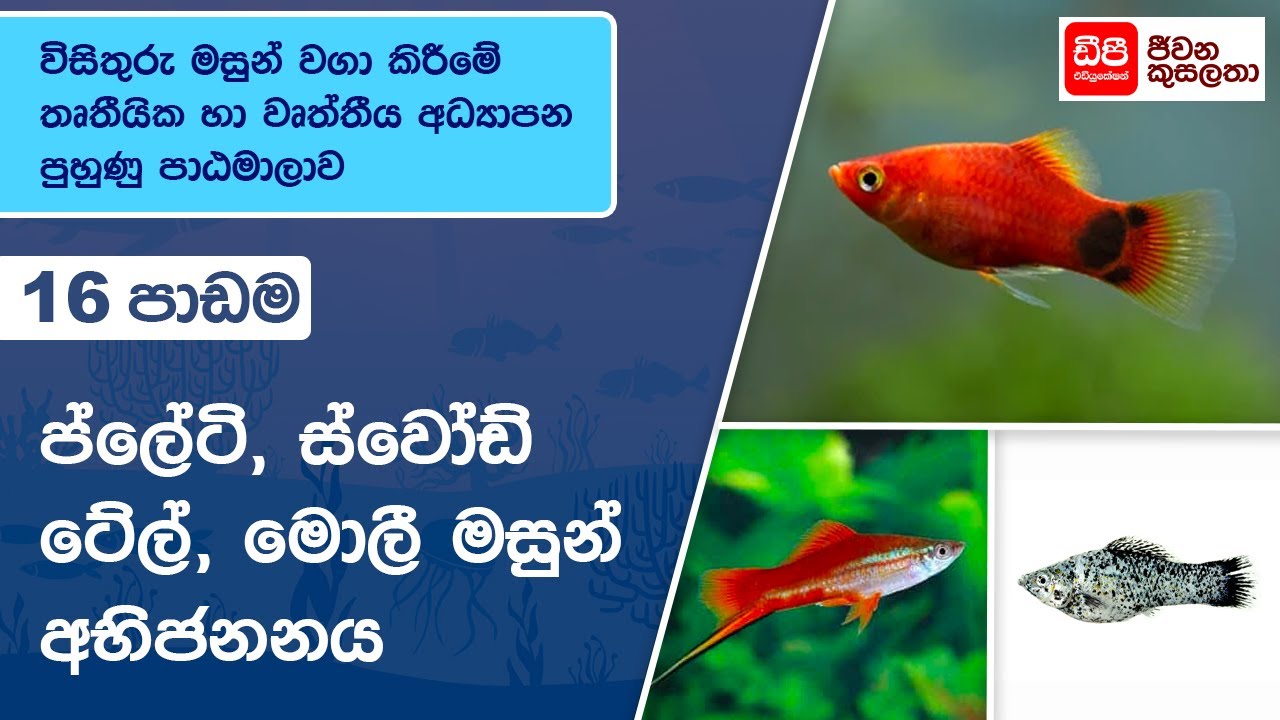 ප්ලේට්, ස්වෝඩ්ටේල් සහ මොලී මසුන් අභිජනනය