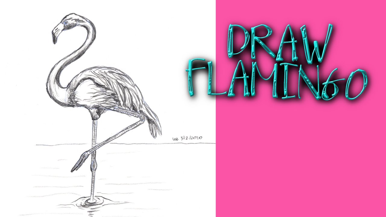 HOW TO DRAW A FLAMINGO BIRD Step by Step Pencil Drawing Tutorial. Guided realistic bird sketch