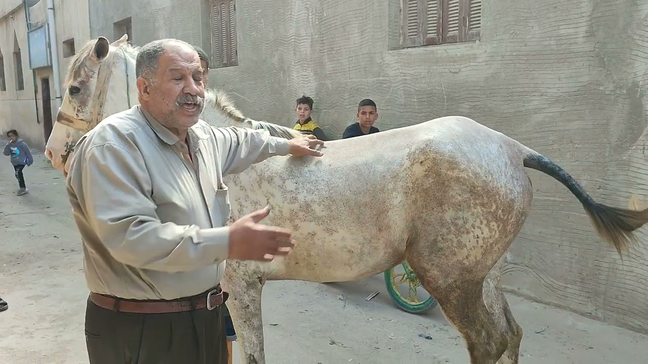 العلاج الفعال للعرج في الخيول اسباب العرج واعراضه  وكيفيه علاجه