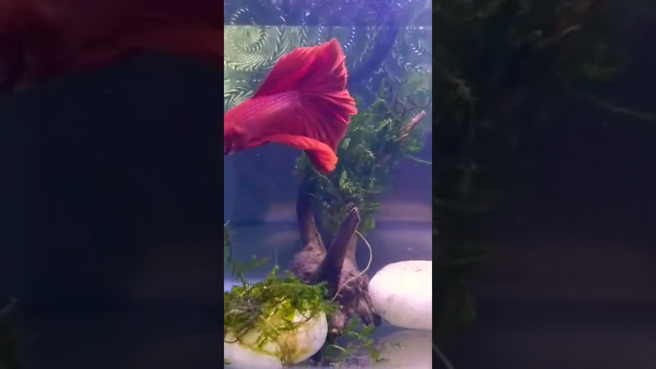 beautiful betta #betta#red#flamingred#bettalove#fighterfish#fish#fishing#pet #fishtank#aquarium#aqua