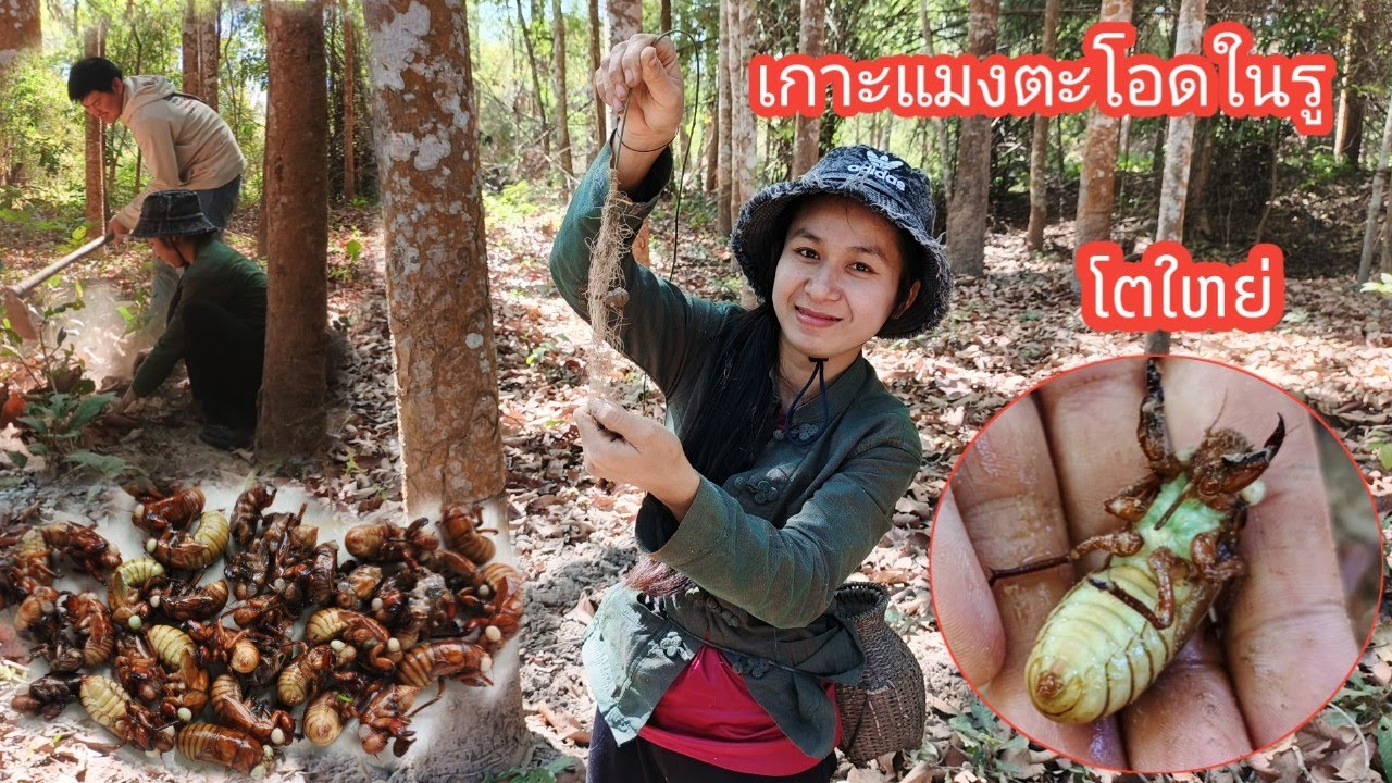 พาเมยเข้าป่าหาอยู่หากินเกาะโตอ่อนแมงตะโอด โตอ่อนจั๊กจั่นใหญ่ได้เยอะมาก #วิถีชีวิตแบบบ้านๆ #เมนูแปลก 