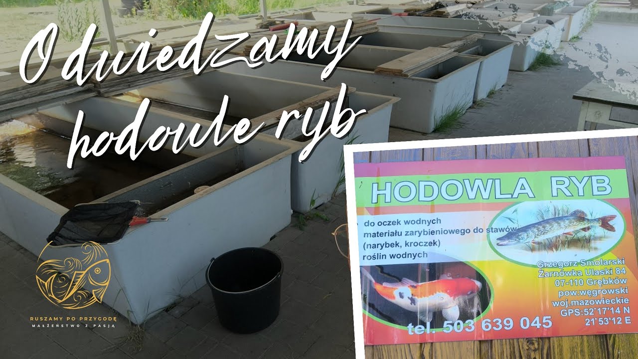 Hodowla ryb - karpie, amury, tołpygi, liny, bolenie, jesiotry, jazie i wiele więcej gatunków!