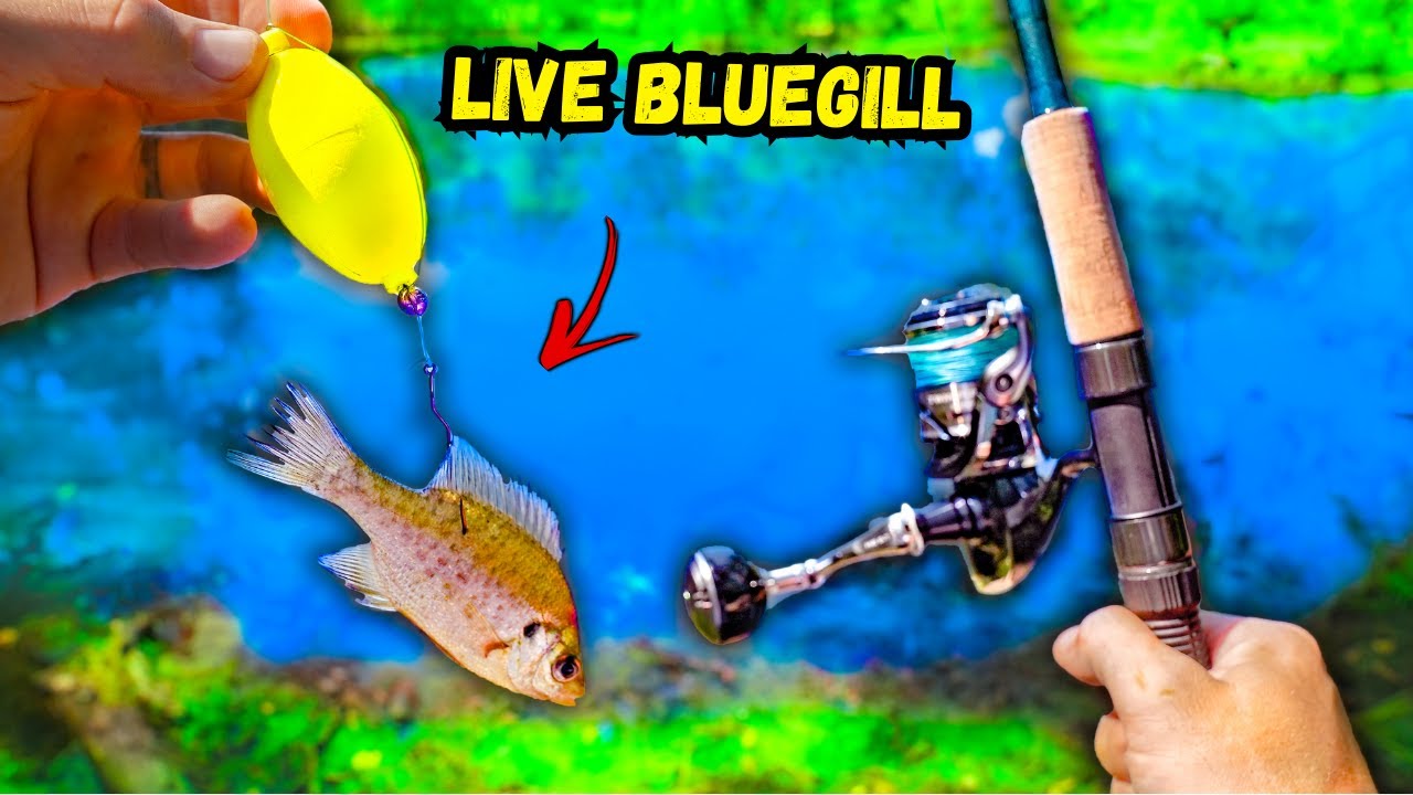 Fishing w/ Live Bait for BIG BASS in a Hidden Pond!! (CRAZY Catches)