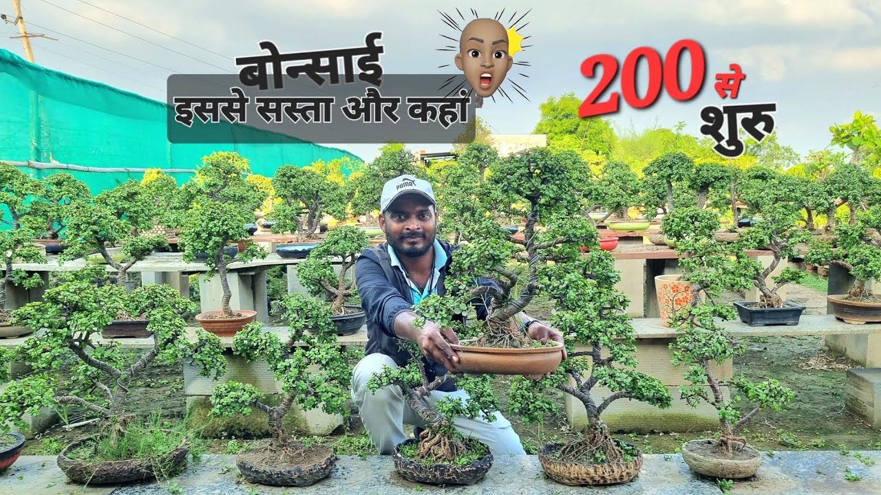 बोन्साई का सबसे सस्ता सेल शुरु हो गया है | यहां मिलेगा सबसे सस्ता बोन्साई |