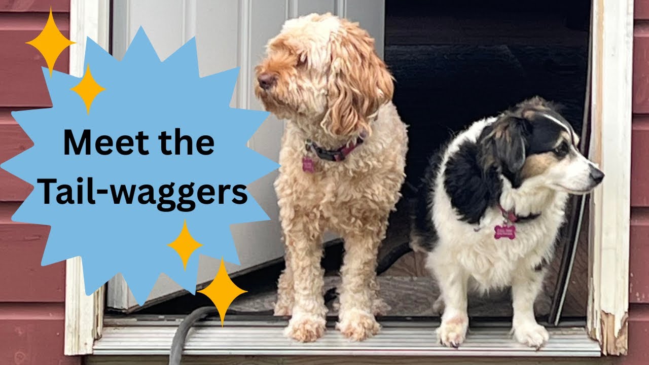 From Teenagers to Tail-Waggers: Meet My New Van Life R￼oommates