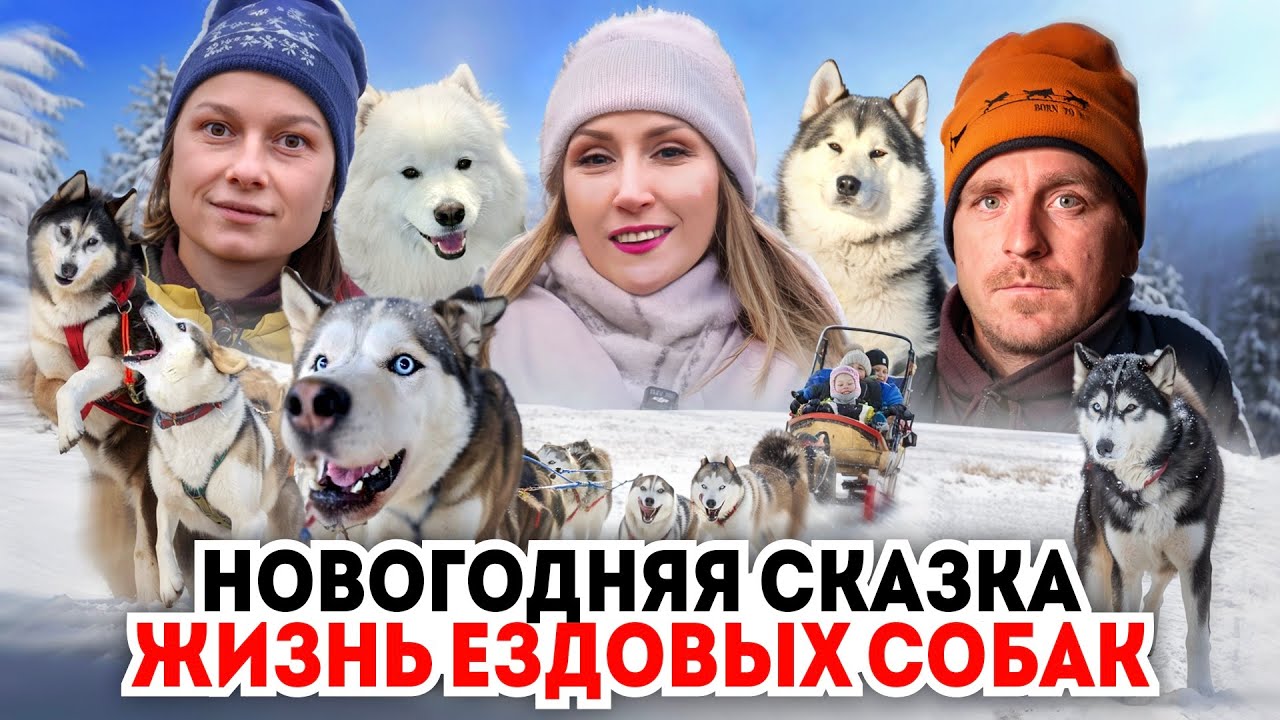 Новогодняя сказка | Жизнь ездовых собак в 