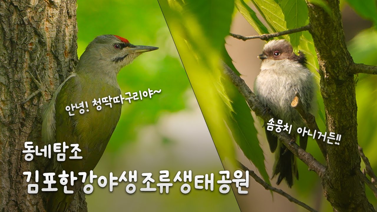 [자막] 산책하러 갔다가 갑자기 만난 새들과 함께 - 김포한강야생조류생태공원 #birdswatching #wildlife #wildphotography #산책 #탐조 #서울 #한강