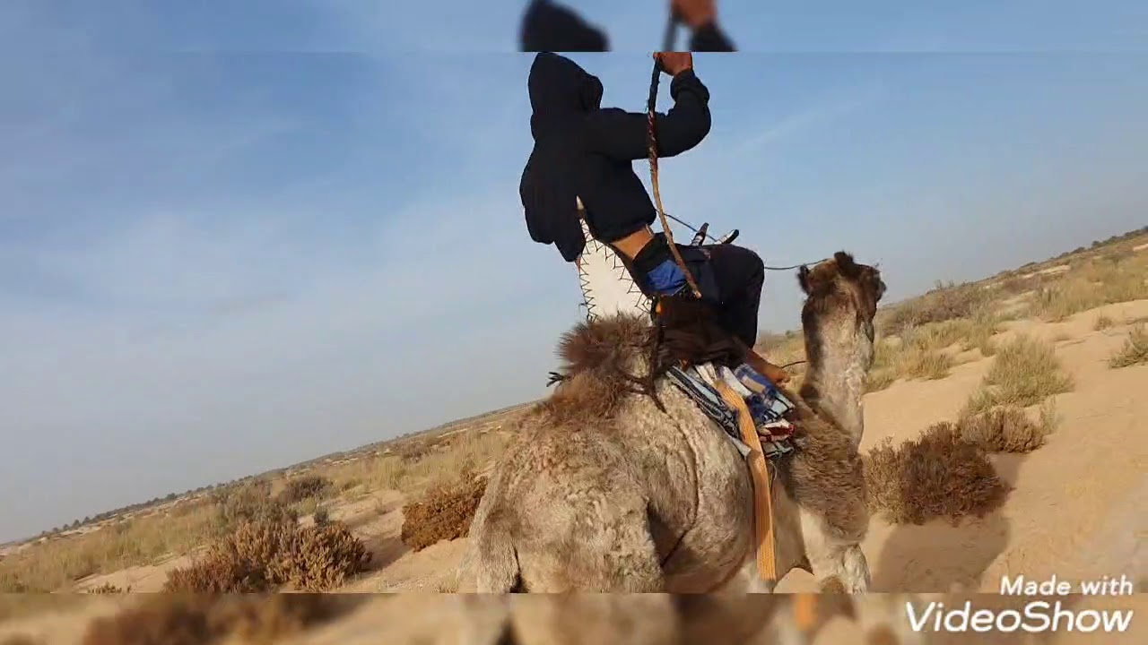 سباق المهاري تونس دوز