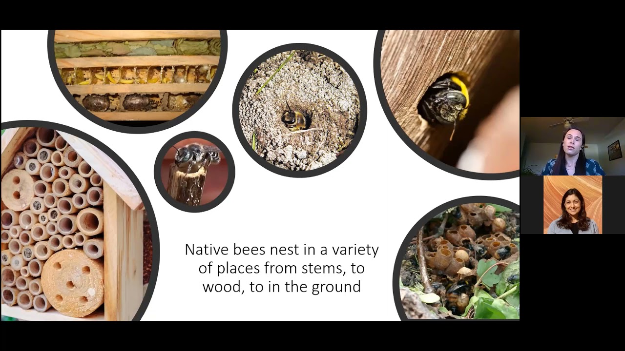 The buzz about native bees with Dr. Michelle Fearon