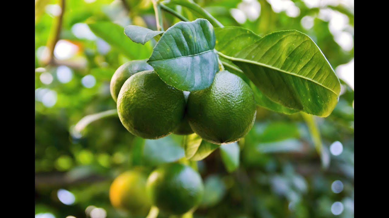 Tropical Crop Management and Ecology (TCME) - Master's study programme (EN)