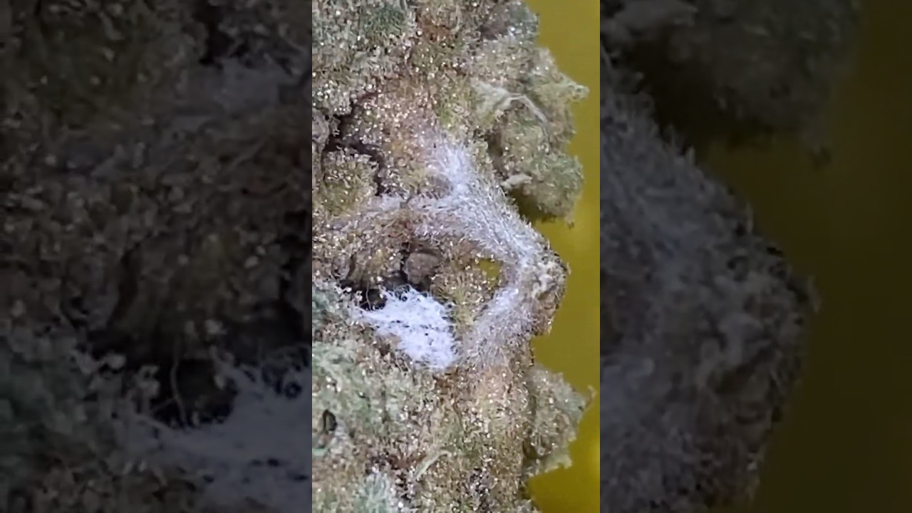 Lit Farms Mold in my Zereal Essential Oz