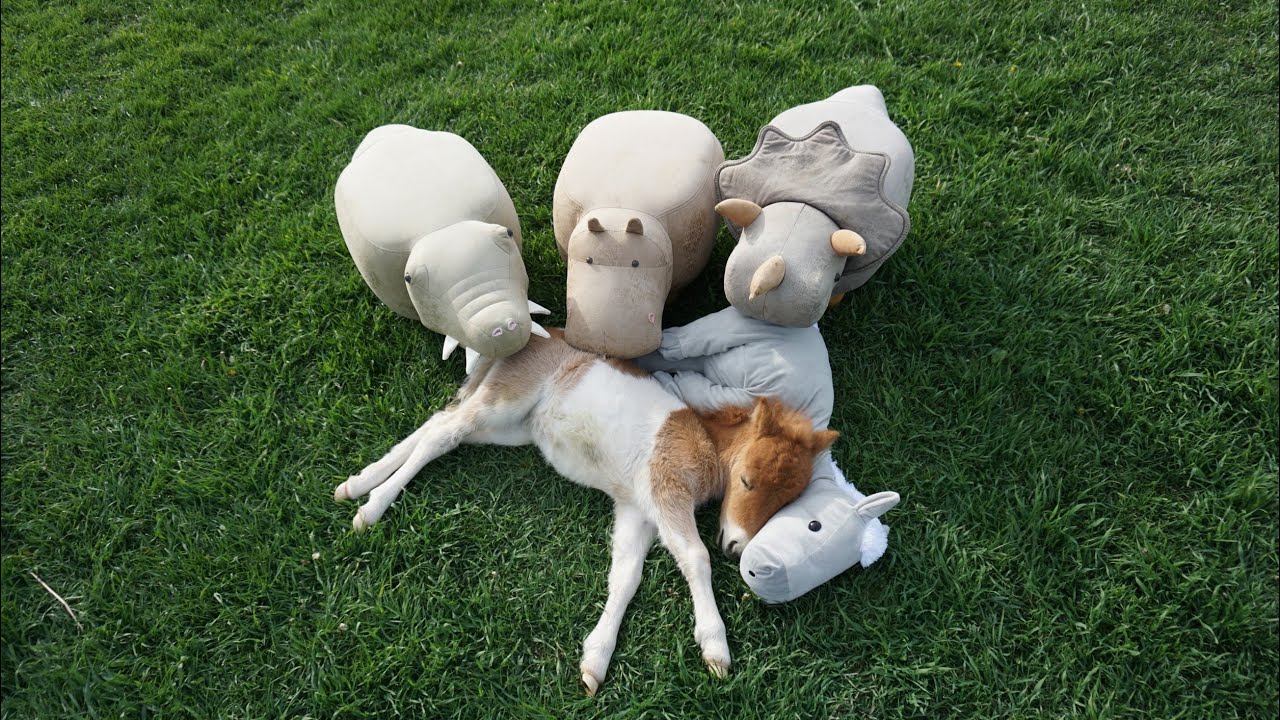 ミニチュアホースの飼い方