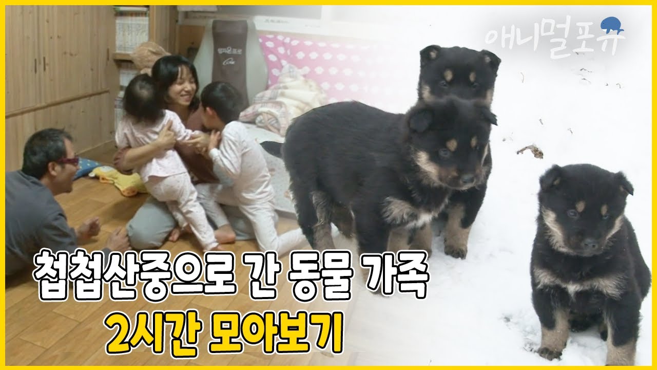 [풀버전] 도시의 편리함을 버리고 첩첩산중으로 간 경호 씨네 동물 가족. 날마다 소소한 행복을 발견한다 | 파랑새를 보았나요 | KBS 인간극장 2013 방송