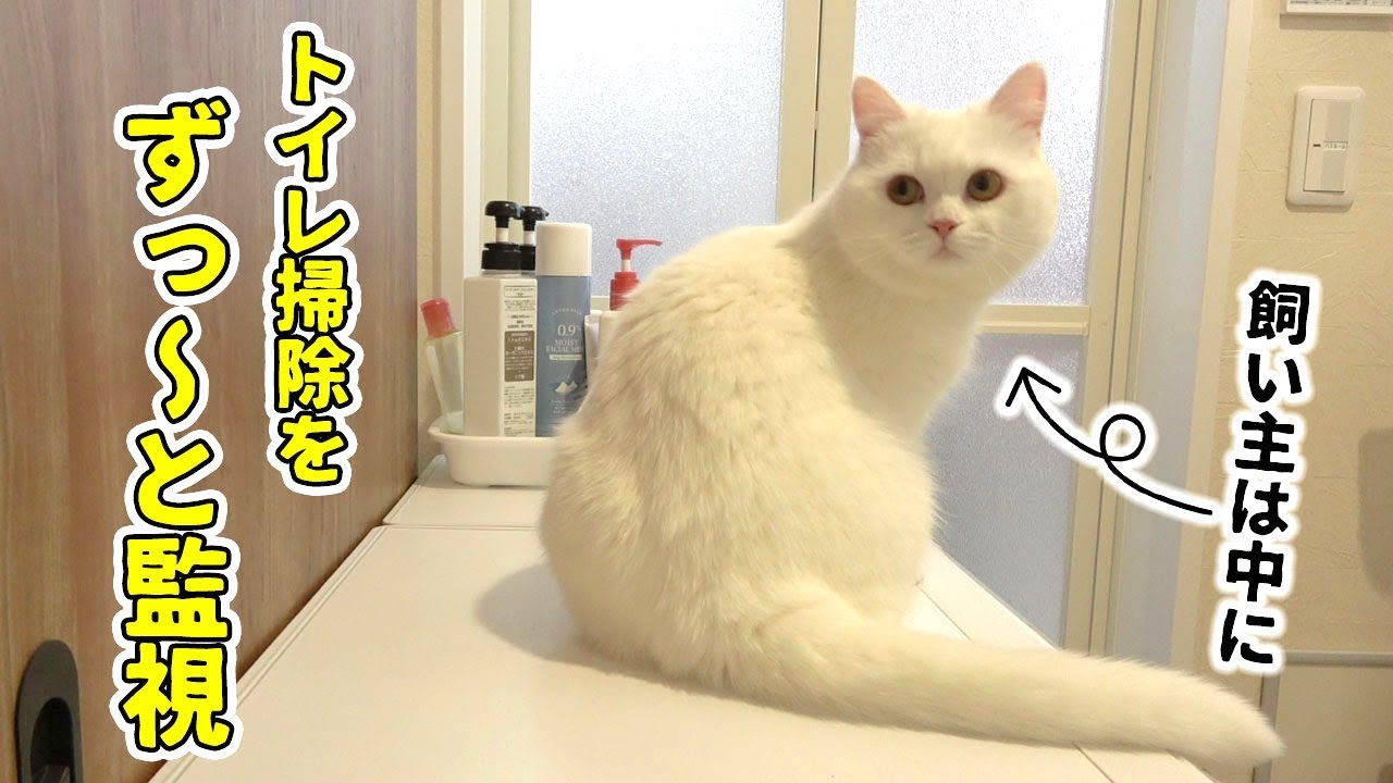 【観覧注意】猫トイレを洗われて鳴いてしまう猫！