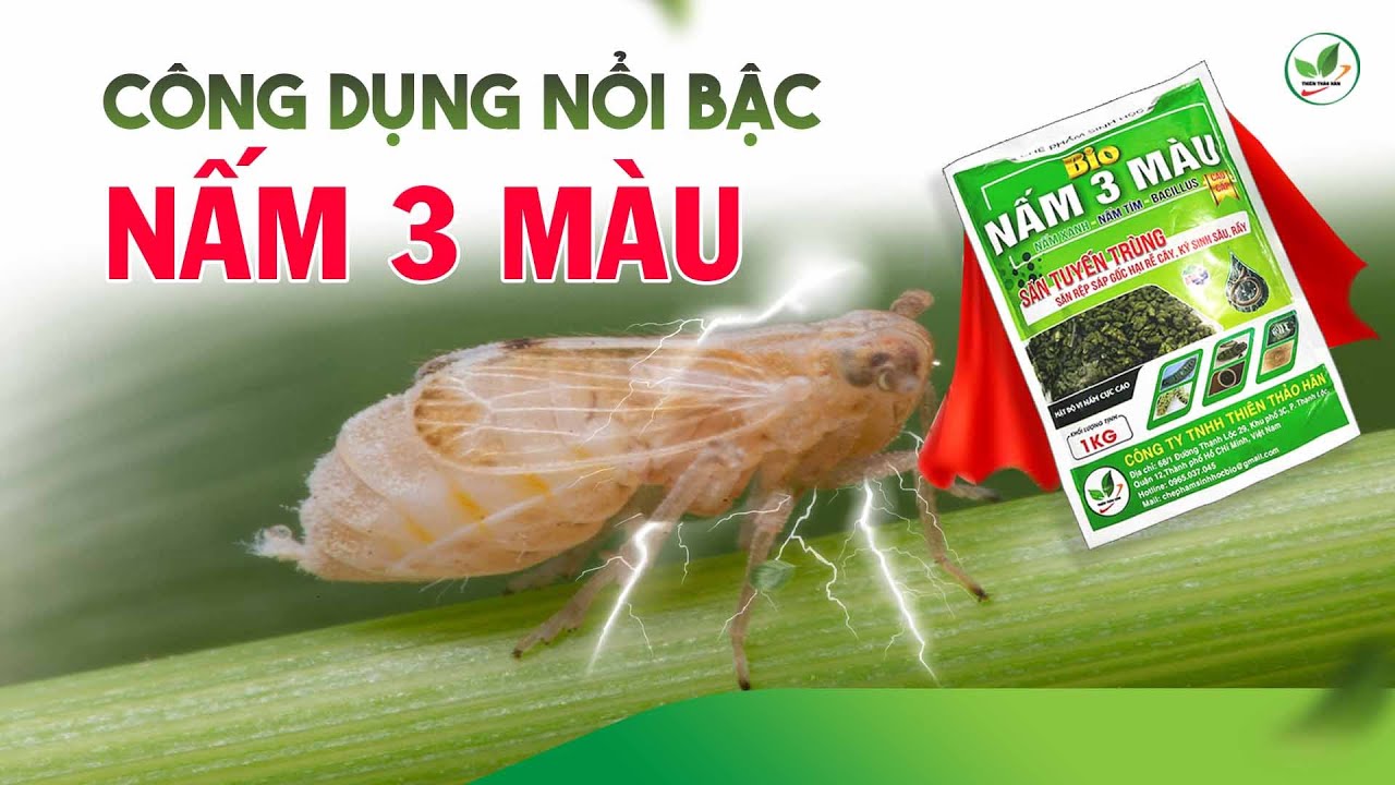 C&Ocirc;NG DỤNG CỦA NẤM 3 M&Agrave;U | GIẢI PH&Aacute;P SINH HỌC CHO C&Acirc;Y KHỎE ĐẤT TỐT