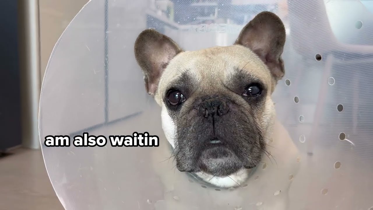 Can't Believe My Dog Does This ** IF I FITS, I SITS