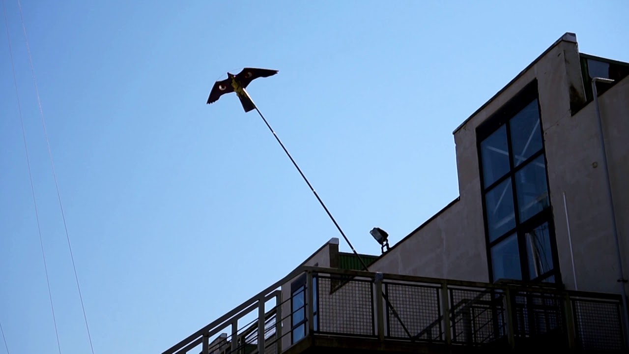 Bird Scarer Kite