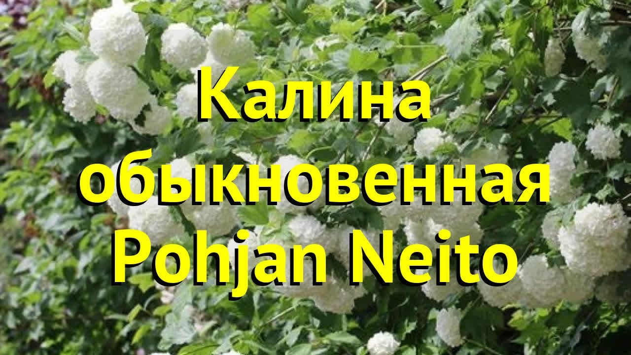 Калина обыкновенная Похиан Нейто. Краткий обзор, описание viburnum opulus pohjan neito Pohjan Neito