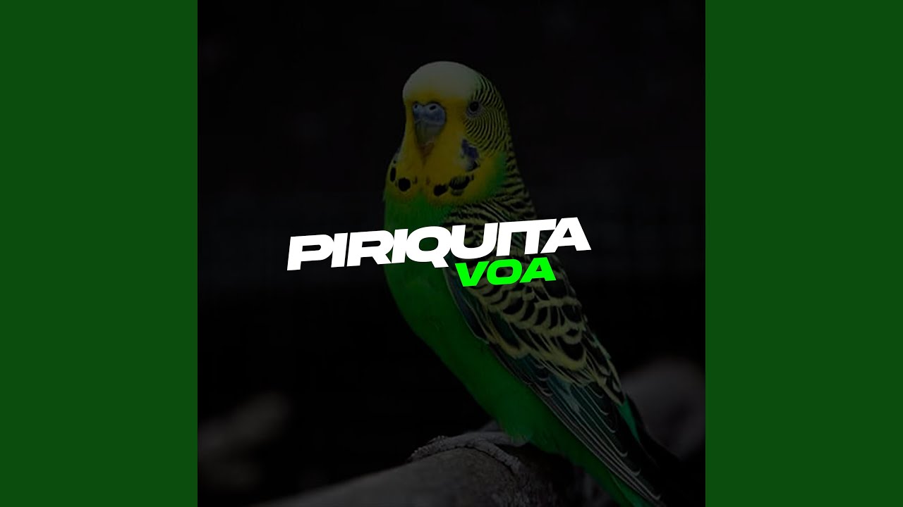 Piriquita Voa (feat. Pedrinho)
