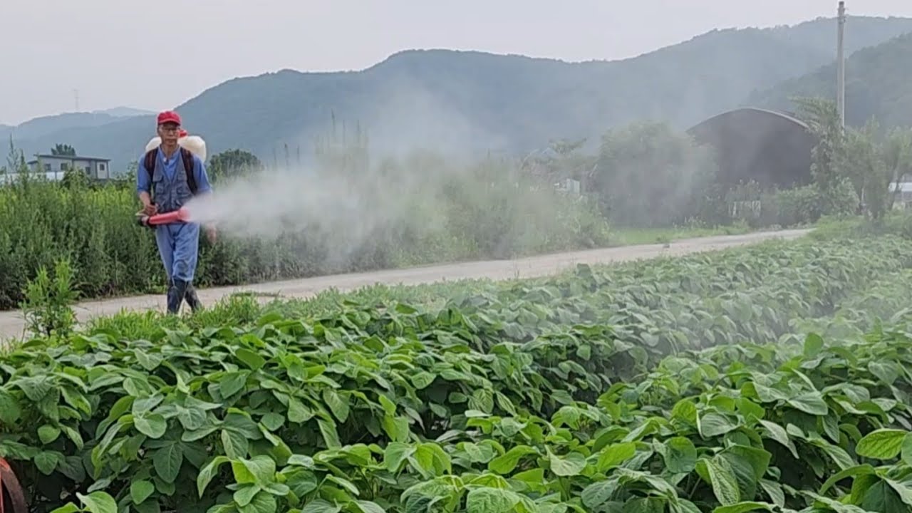 서리태 추비하기 (2024년 7월 11일)