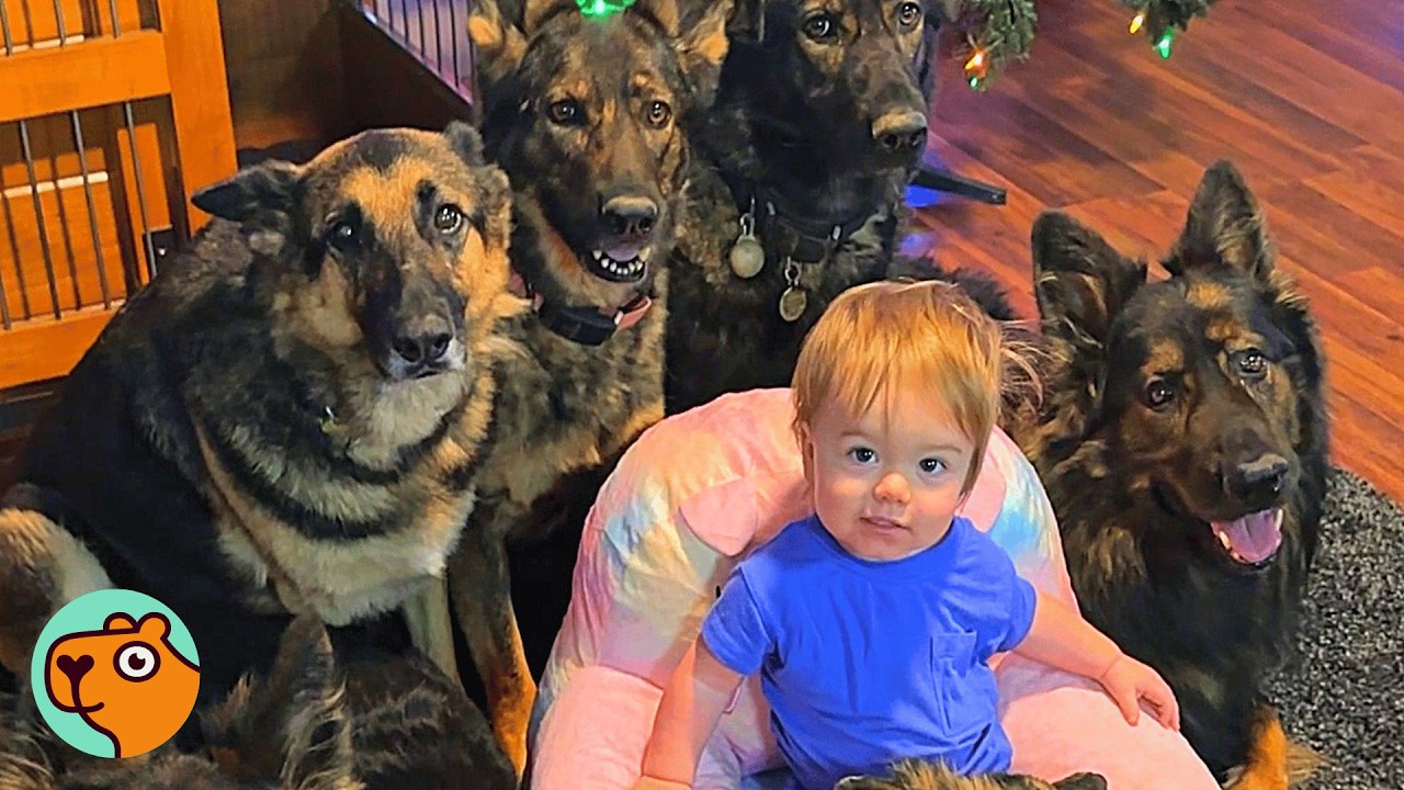 Huge Dogs Protect Baby Like Their Puppy | Cuddle Buddies
