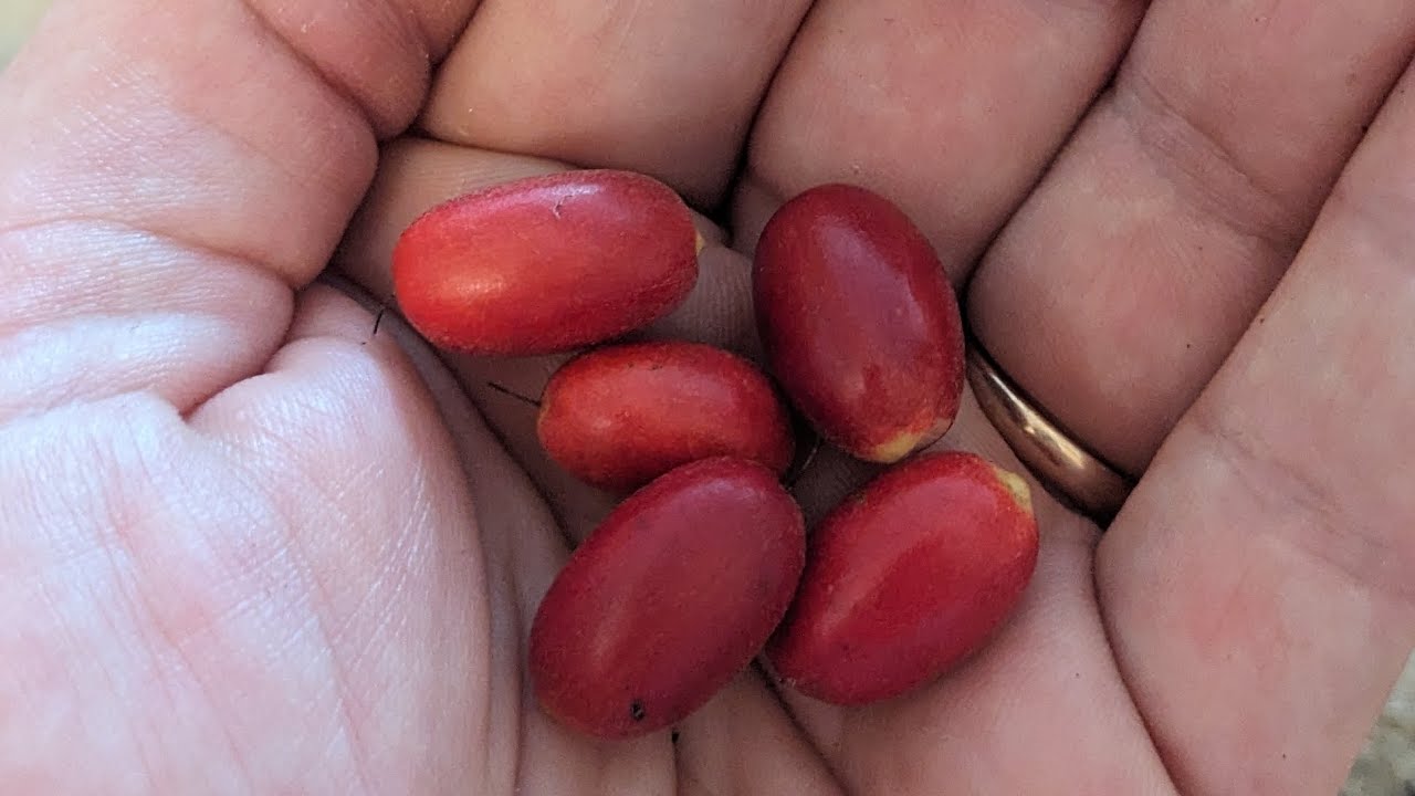 Fruits, Blossoms & Sunshine – Tampa Garden Days June 2025