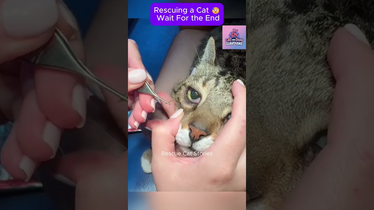 Rescue cat 😥 Wait For the end #CatRescue #RescueCat