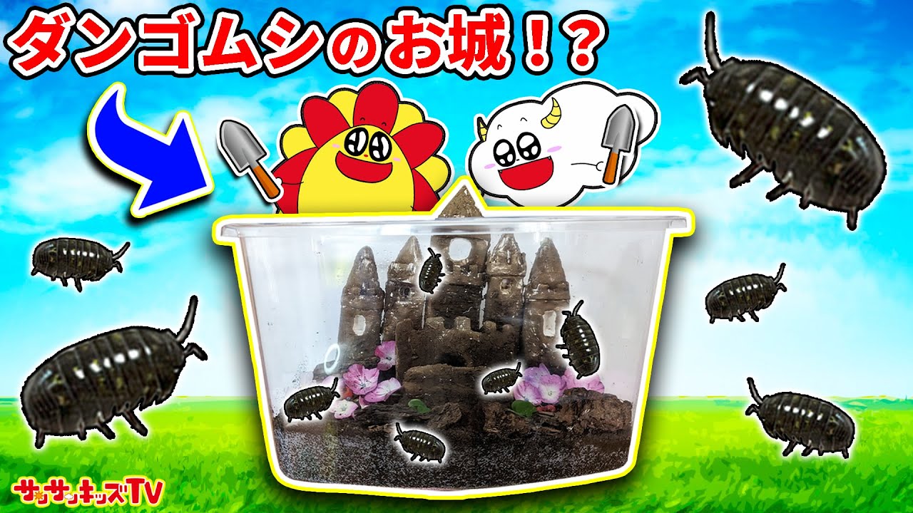 【昆虫】ダンゴムシのお引越しを観察♪おうち作り対決でトラブル発生!？生き物・子供向け知育教育★サンサンキッズTV★