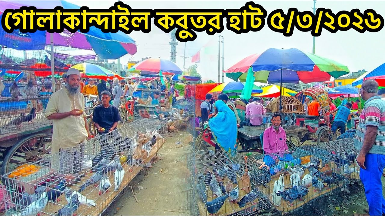 গোলাকান্দাইল কবুতর হাট ৫/৩/২০২৬ | Pigeon Sale In Bangladesh | Kobutor Hat 2026 | Village Market | 