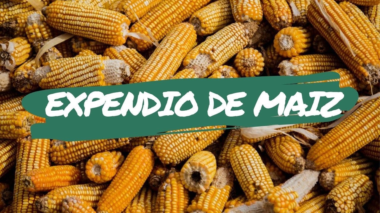 I travelled over 4000km to get non-GMO corn tortillas in Mexico City! (Expendio de Maiz)