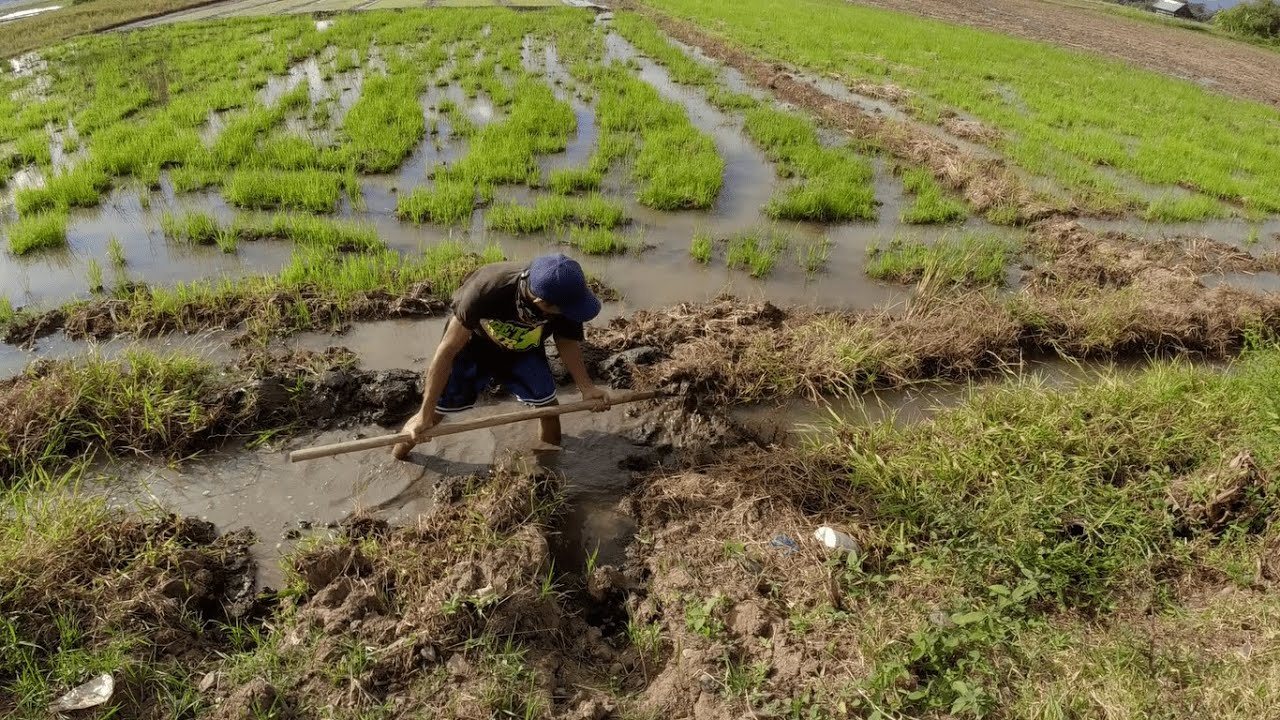 Byaheng Bukid Episode 1 (pag papatubig sa bukid bago mag pa Rotavator)